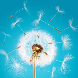 image of dandelion tufts blowing in wind on blue background