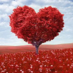 image of loveheart tree in the red grass
