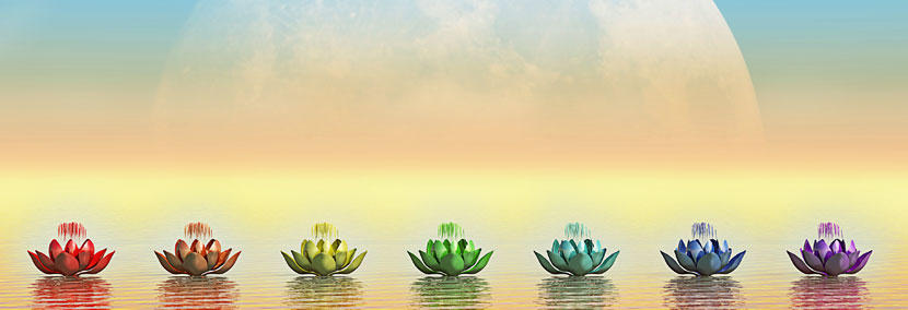 image of the transform of the lotus flower in different colours