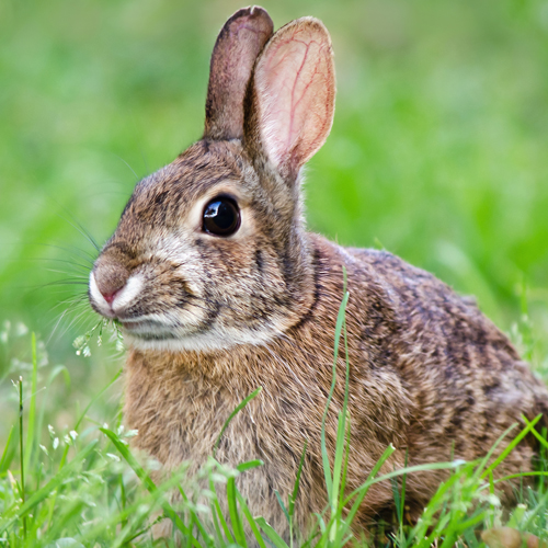 image of a cute brown bunny rabbit in the green grass