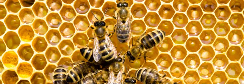 Colony of bees in a hive