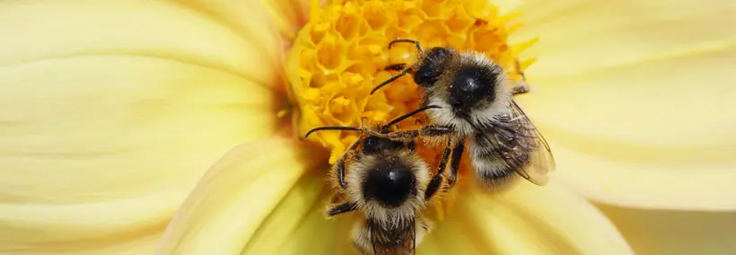 Bees on top of the flower