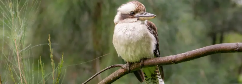 a white and brown-coloured kookaburra is alone, resting on a tree branch