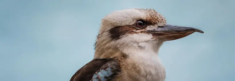 a kookaburra looking at a distance