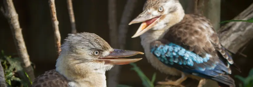 two kookaburras together
