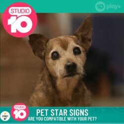 a cute brown and white dog with pointy ears featured on a studio 10 image