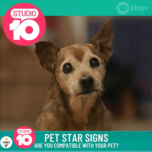 a cute brown and white dog with pointy ears featured on a studio 10 image