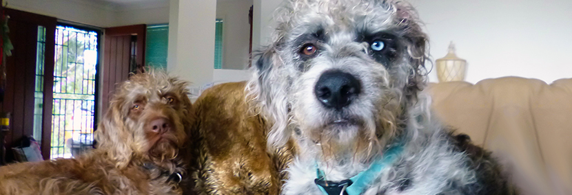 Family dogs Mercury and Jupiter are danoodles. Mercury is black & grey with one blue eye and one brown eye. Jupiter is reddish brown danoodle.