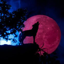 silhouette of a wolf howling at a pink full moon in the night