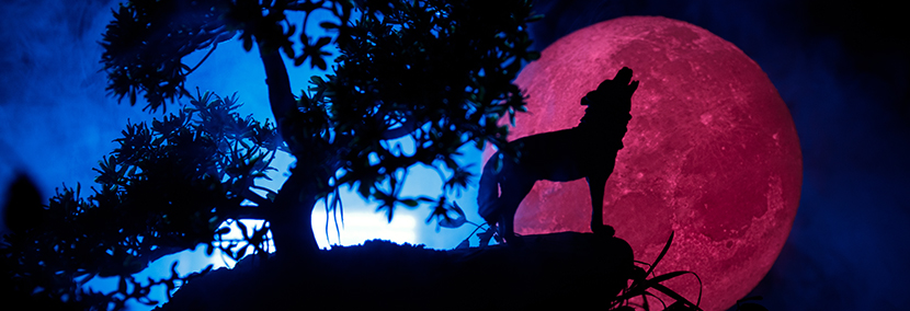 silhouette of a wolf howling at a pink full moon symbolising the wolf moon