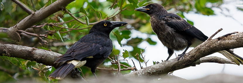 a pair of australian pied currawongs with black and white feathers in a tree looking at each other