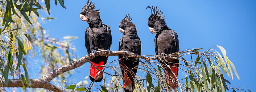 Three black cockatoos with red tails sitting in a gum tree