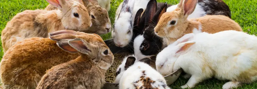 a group of different coloured rabbits eating together