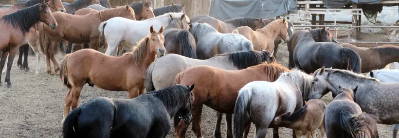 A herd together in one place, different colours