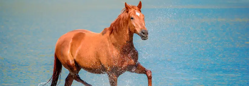 A strong reddish brown horse running at the beach