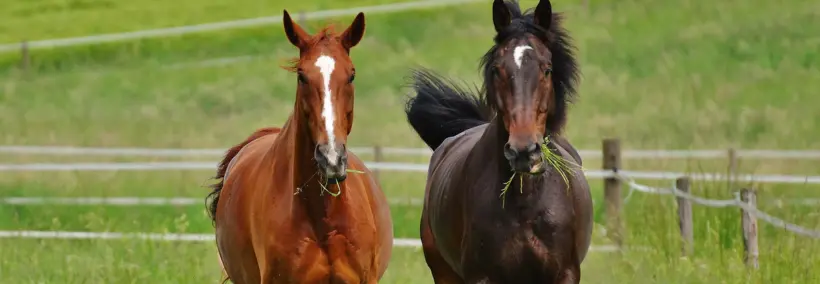A reddish brown and dark brown horse together